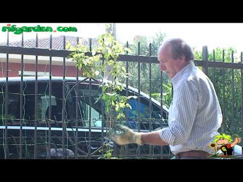 How to fix a trellis for a climbing rose  tips of the day #howtofix #technology #today #viral #fix #technique