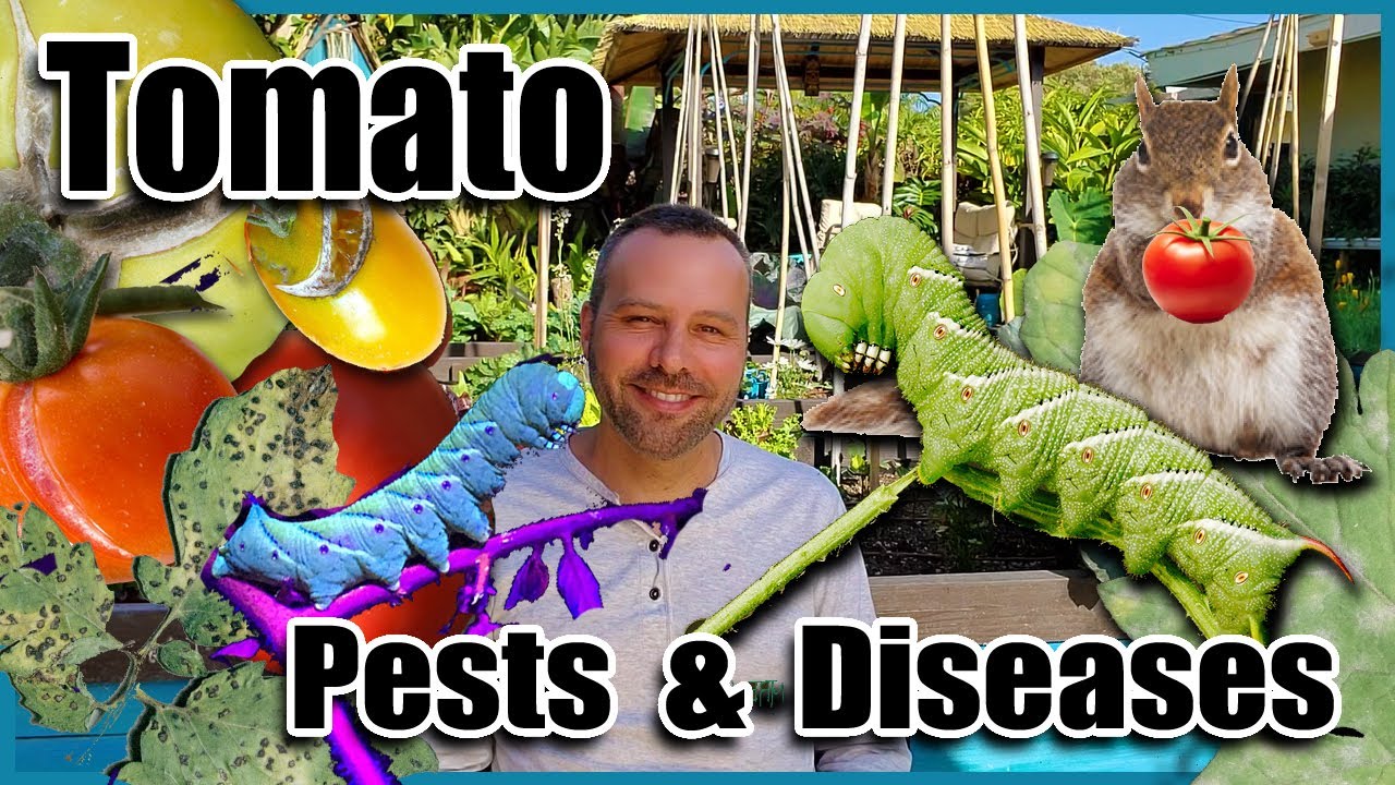 Tomato Pests & Diseases and How to Fix Them With Organic Solutions  tips of the day #howtofix #technology #today #viral #fix #technique