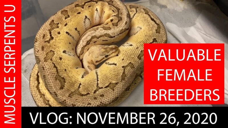 WORKHORSE FEMALE BALL PYTHON BREEDERS!  Nov 26, 2020 python tricks from Techmirrors