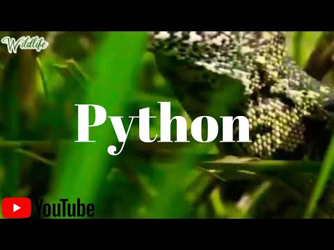 Fighting Python , Crodille & Hyena||Episode ||CreationbyGod||Wildlife Videos| python tricks from Techmirrors