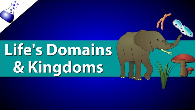 domain name meaning Domains and Kingdoms of life